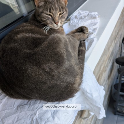 Photo 1/1 Found cat Found in Saint Jean De La Ruelle