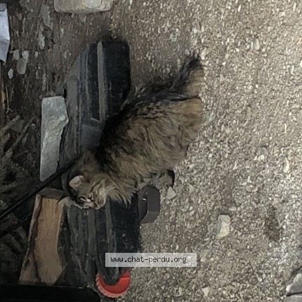 Photo 1/1 Found cat Found in Guipavas