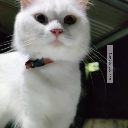 Photo 1/1 rocky Cat lost in Trivandrum
