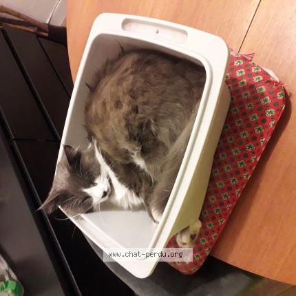 Photo 1/1 vagar Cat lost in Massignieu De Rives