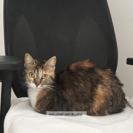Photo 1/1 Reunited cat Found in Lyon