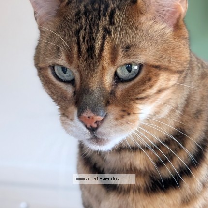 Foto 1/1 Kat teruggevonden Vermist in Saint Gerard
