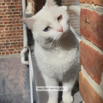 Foto 1/1 Billy Kat vermist in Berchem Saint Agathe