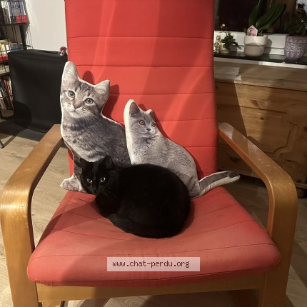 Foto 1/1 Kat teruggevonden Vermist in Durnal