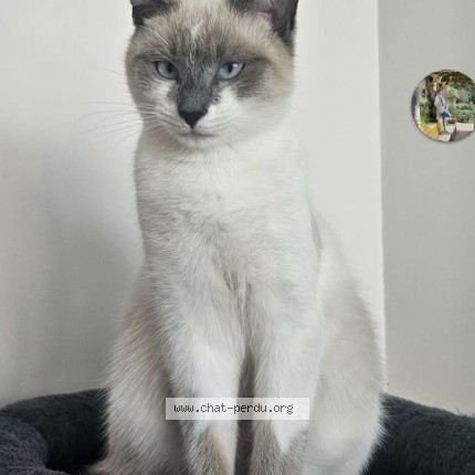 Photo 1/1 wika Cat lost in Sclay