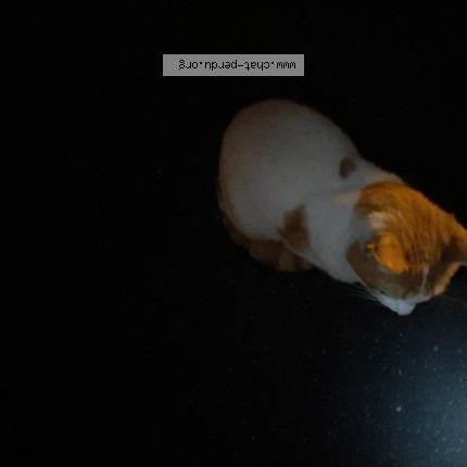 Photo 1/1 Found cat Found in Vitry Sur Seine