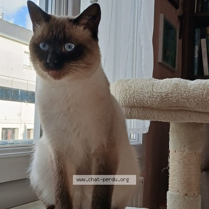 Photo 1/1 Reunited cat Lost in St Nazaire