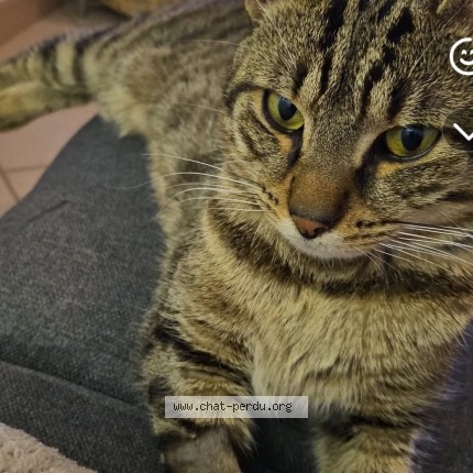 Photo 1/1 groots Cat lost in Jablines