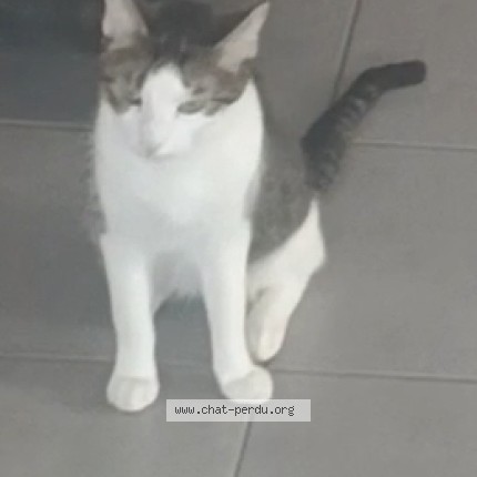 Picture of cat lost at Valras Plage