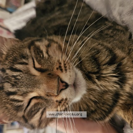 Photo 1/1 Nala Cat lost in Ferney Voltaire