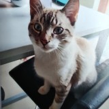Hansel