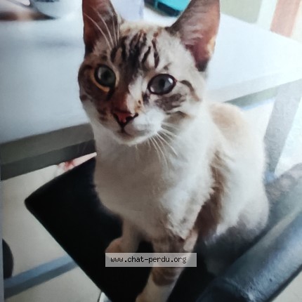 Foto van vermiste kat in Blaton