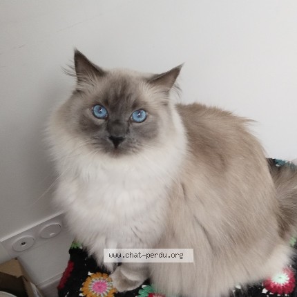 Photo 1/1 Toulouz Cat lost in Neuville Aux Bois