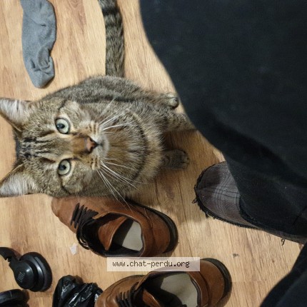 Photo of a cat found in Uccle