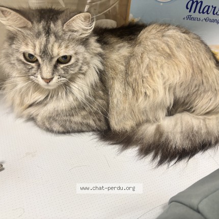 Photo 1/1 Reunited cat Found in Bobigny