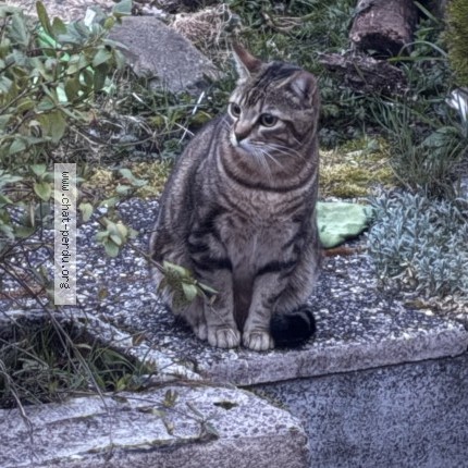 Photo of a cat found in Delle