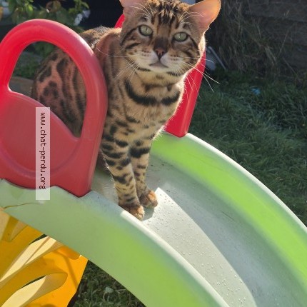Photo 1/1 Aragon Cat lost in Cormelles Le Royal