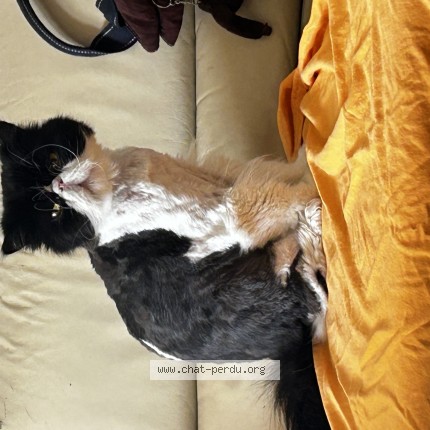 Foto einer verlorenen Katze in Neuchatel