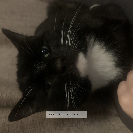 Photo 1/1 Mr Boots Cat lost in Galleywood