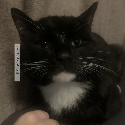 Photo 1/1 Mr Boots Cat lost in Galleywood