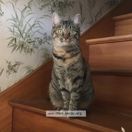 Photo 1/1 Bambou Cat lost in Nantes