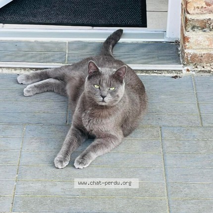 Photo 1/1 sheila Cat lost in Lindebeuf