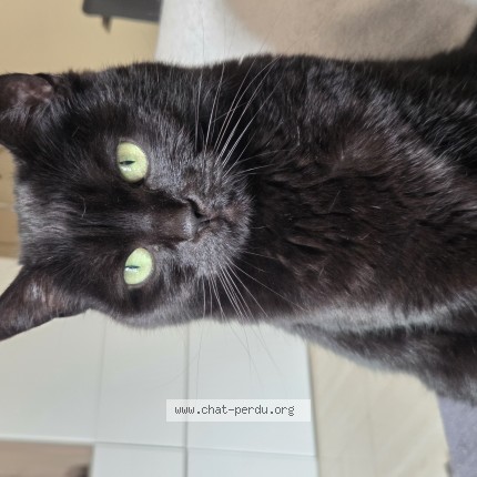 Foto 1/1 Wiedergefundene Katze Verloren in Luxembourg