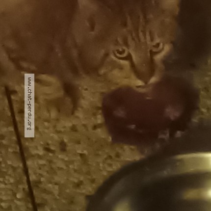 Photo 1/1 Found cat Found in Epinay Sur Seine