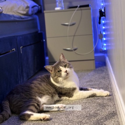 Photo 1/1 Sweetie Cat lost in Leicester