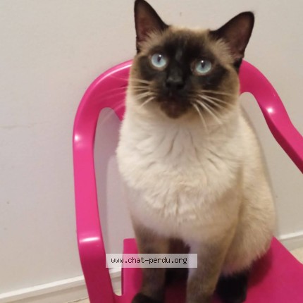 Photo 1/1 simba Cat lost in Vaureal