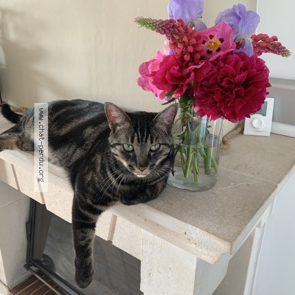 Photo of a cat found in Nancy