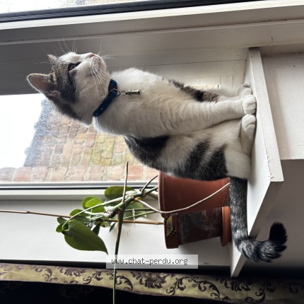 Foto van vermiste kat in Ixelles