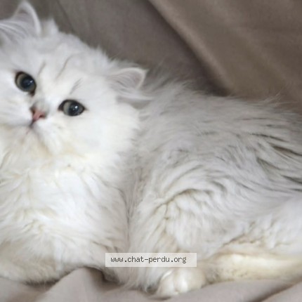 Photo 1/1 alysse Cat lost in Lillers