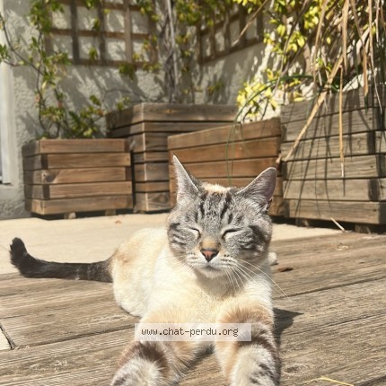 Picture of cat lost at 34190 Brissac