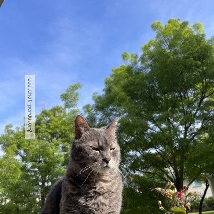 Photo 1/1 noel Cat lost in Wissous
