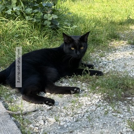 Photo of a cat found in Vizille
