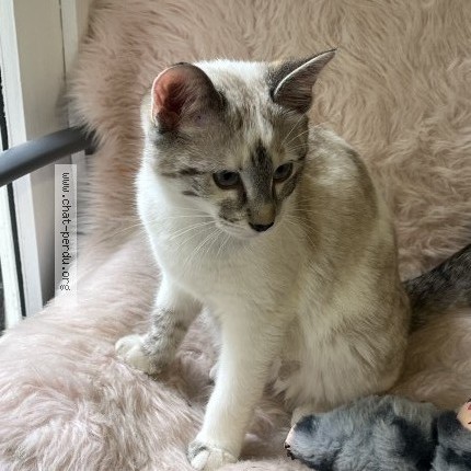 Photo 1/1 Found cat Found in Nantes