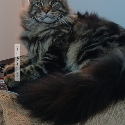 Photo 1/1 atilla Cat lost in Chateauneuf