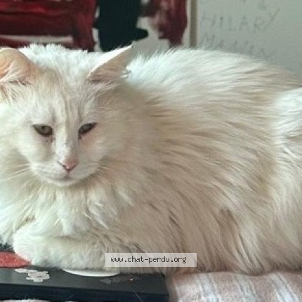 Picture of cat lost at Gagny