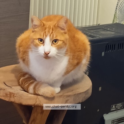 Photo of a cat found in Saint Junien