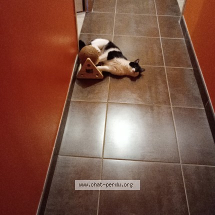 Photo of a cat found in Saint Martin Longueaj
