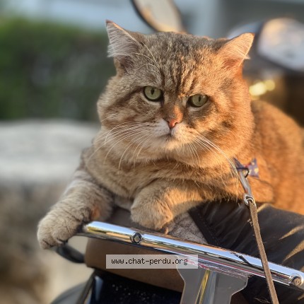 Photo 1/1 MOKKA Cat lost in Draguignan