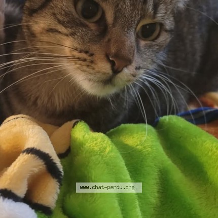 Picture of cat lost at Clermont Ferrand