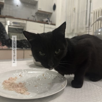 Photo 1/1 Found cat Found in Gagny