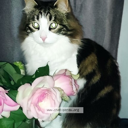 Picture of cat lost at Beziers