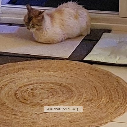 Photo 1/2 Found cat Found in Vaux Le Penil