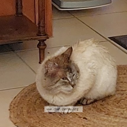 Photo 2/2 Found cat Found in Vaux Le Penil