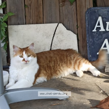 Picture of cat lost at Moret Veneux Les Sablons