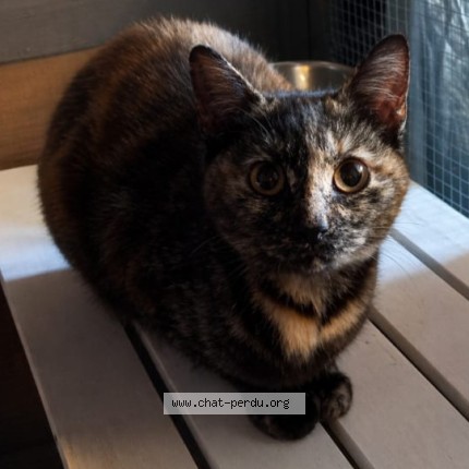 Photo 1/1 Found cat Found in Ancerviller