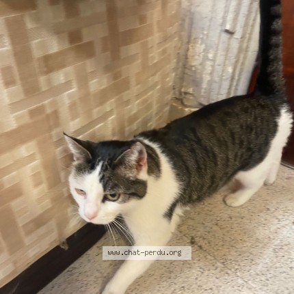 Foto van gevonden kat in Mouscron